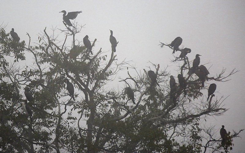 70 species of winter migratory birds arrive