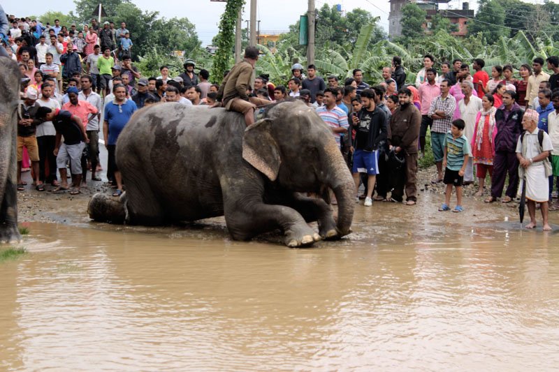 Elephants help rescue hundreds from flooded Nepali safari park