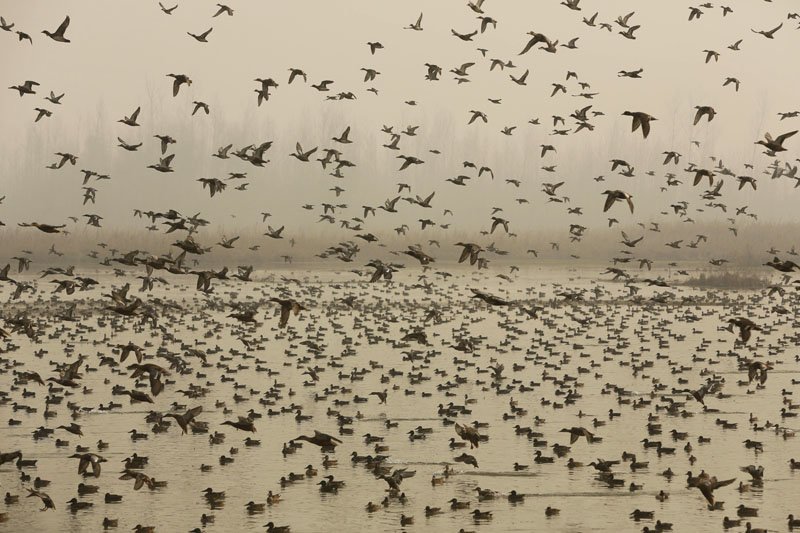 Migratory birds arrive in Nepal to spend winter