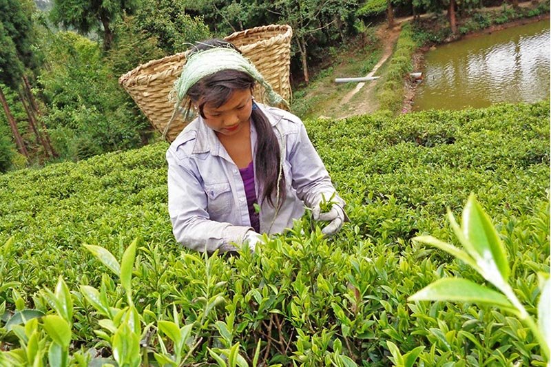 Nepali tea gets Int'l trademark after 154 years