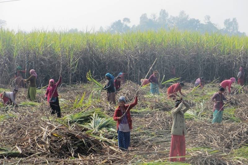 Sugar mill owners accused of importing sugarcane illegally