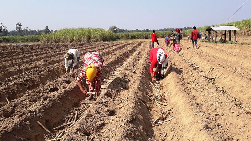 Sugarcane farming declines in Mahottari
